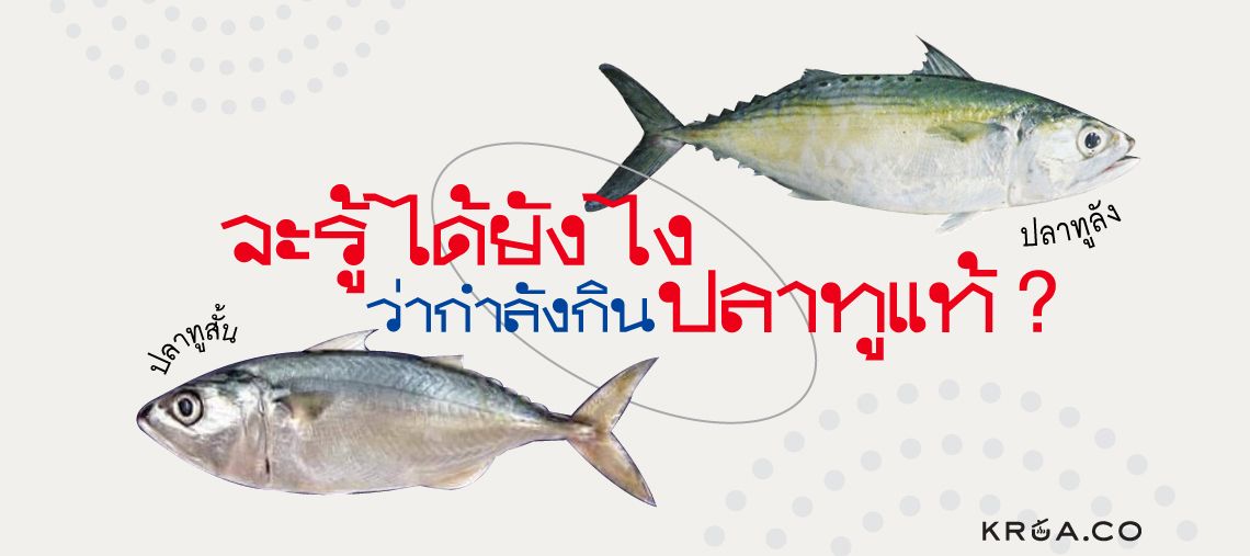 จะรู้ได้ยังไง ว่ากำลังกินปลาทูแท้? By Krua.Co