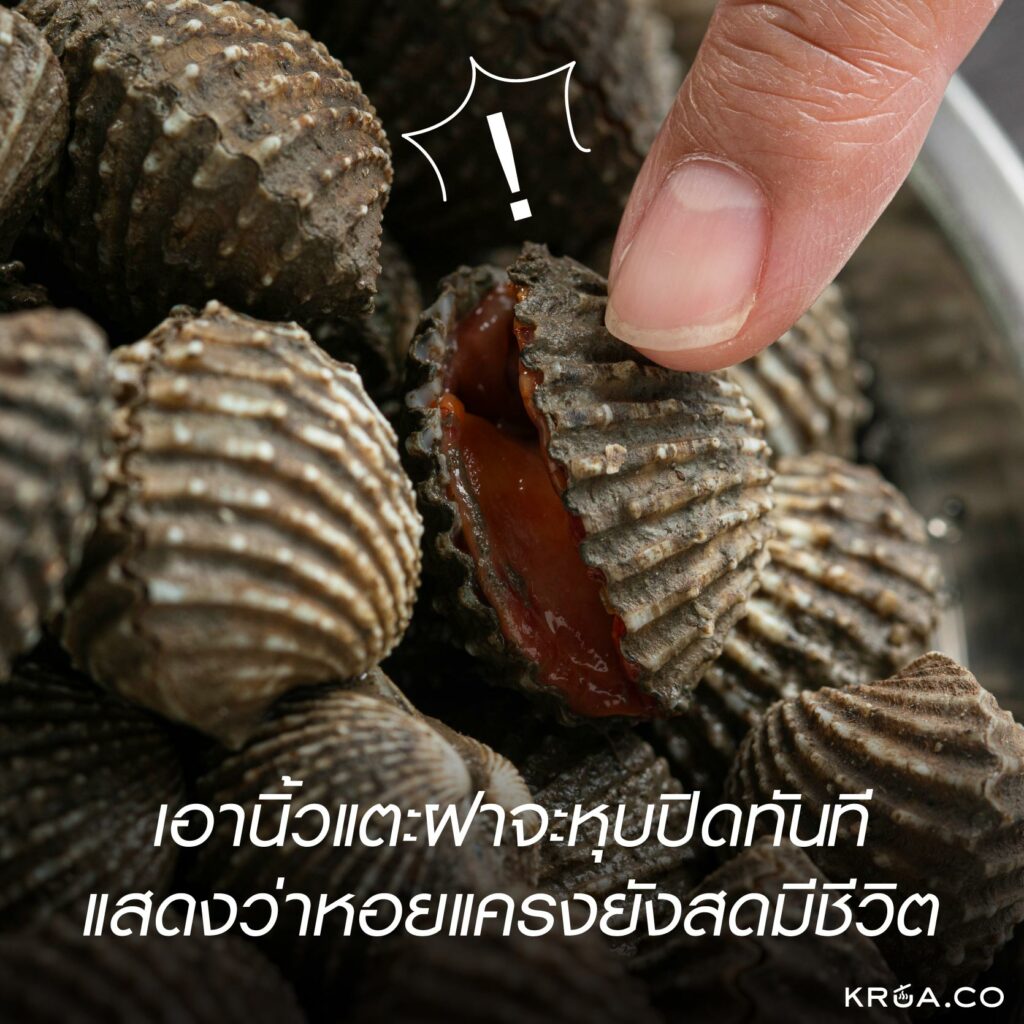 ลวกหอยแครง,ลวกหอยแครงยังไงให้อร่อย,ลวกหอยแครงไม่สุกมาก,เคล็ดลับลวกหอยแครง,วิธีลวกหอยแครง,วิธีล้างหอยแครง,วิธีเลือกหอยแครง,ลวกหอยแครงไม่สุก,หอยแครงสดดูยังไง