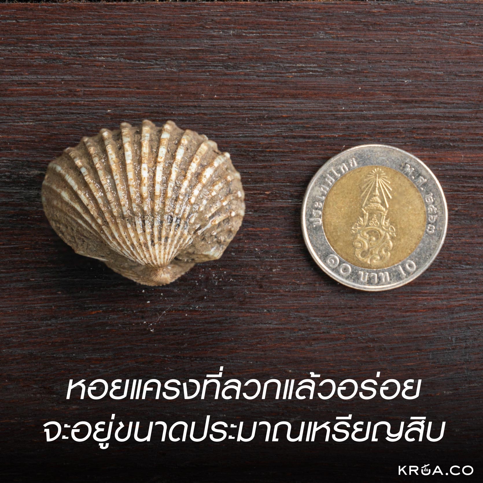 ลวกหอยแครง,ลวกหอยแครงยังไงให้อร่อย,ลวกหอยแครงไม่สุกมาก,เคล็ดลับลวกหอยแครง,วิธีลวกหอยแครง,วิธีล้างหอยแครง,วิธีเลือกหอยแครง,ลวกหอยแครงไม่สุก,หอยแครงสดดูยังไง